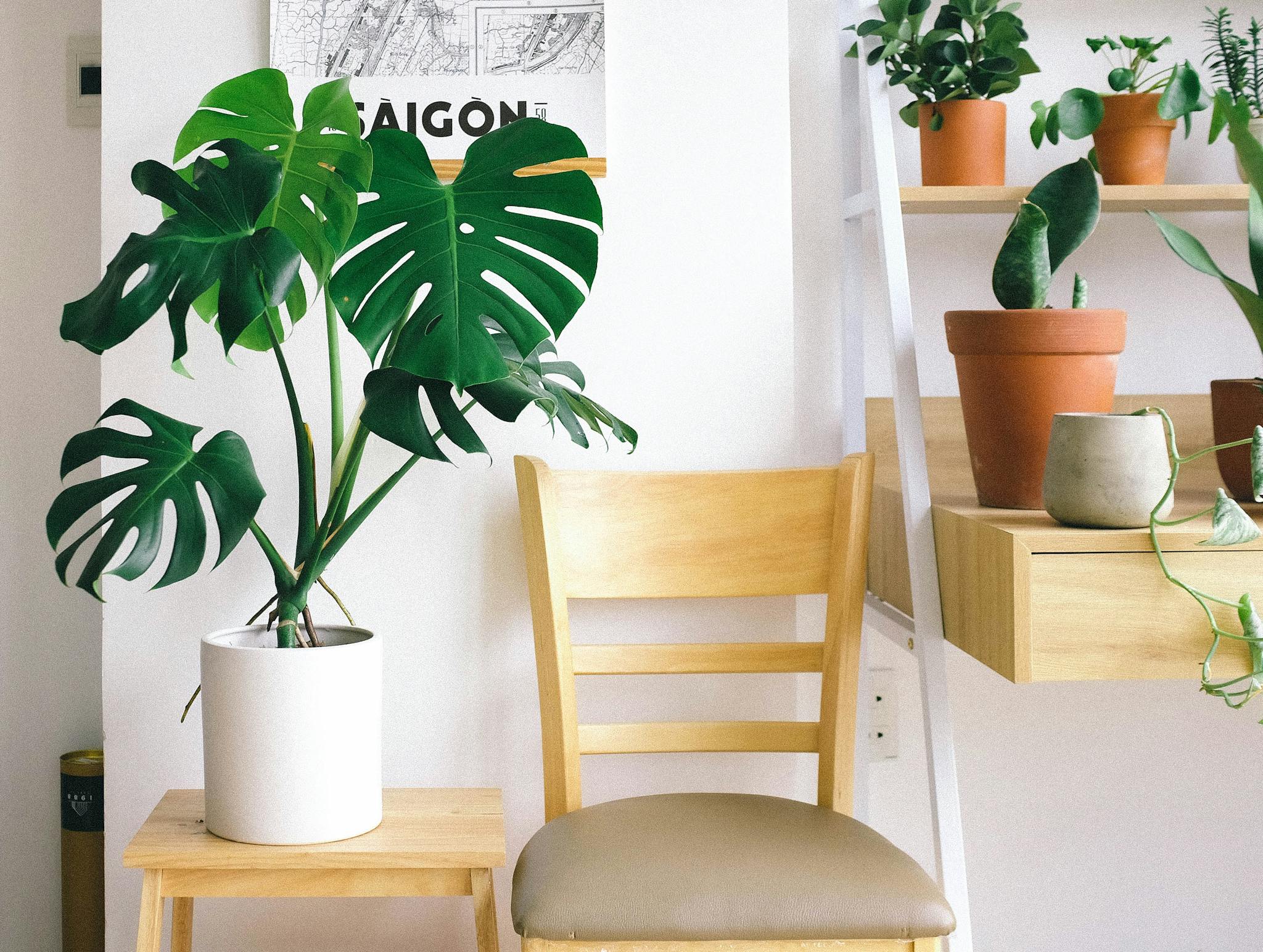 Home 1 Stylish interior with monstera plant, wooden chair, and potted plants enhancing the decor.